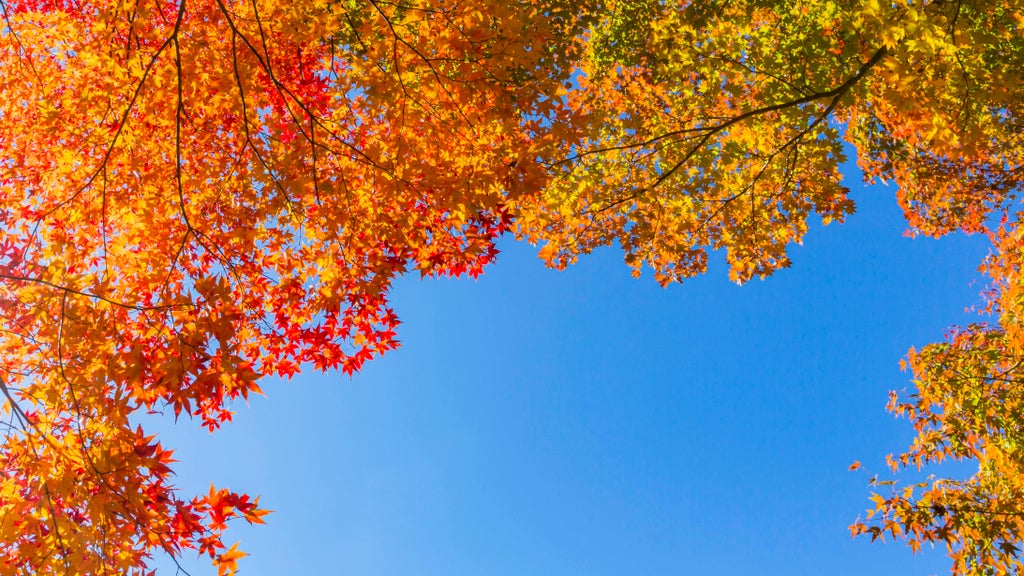 Sunny Friday in Twin Cities with mostly dry Halloween weekend — Rochester Sports news