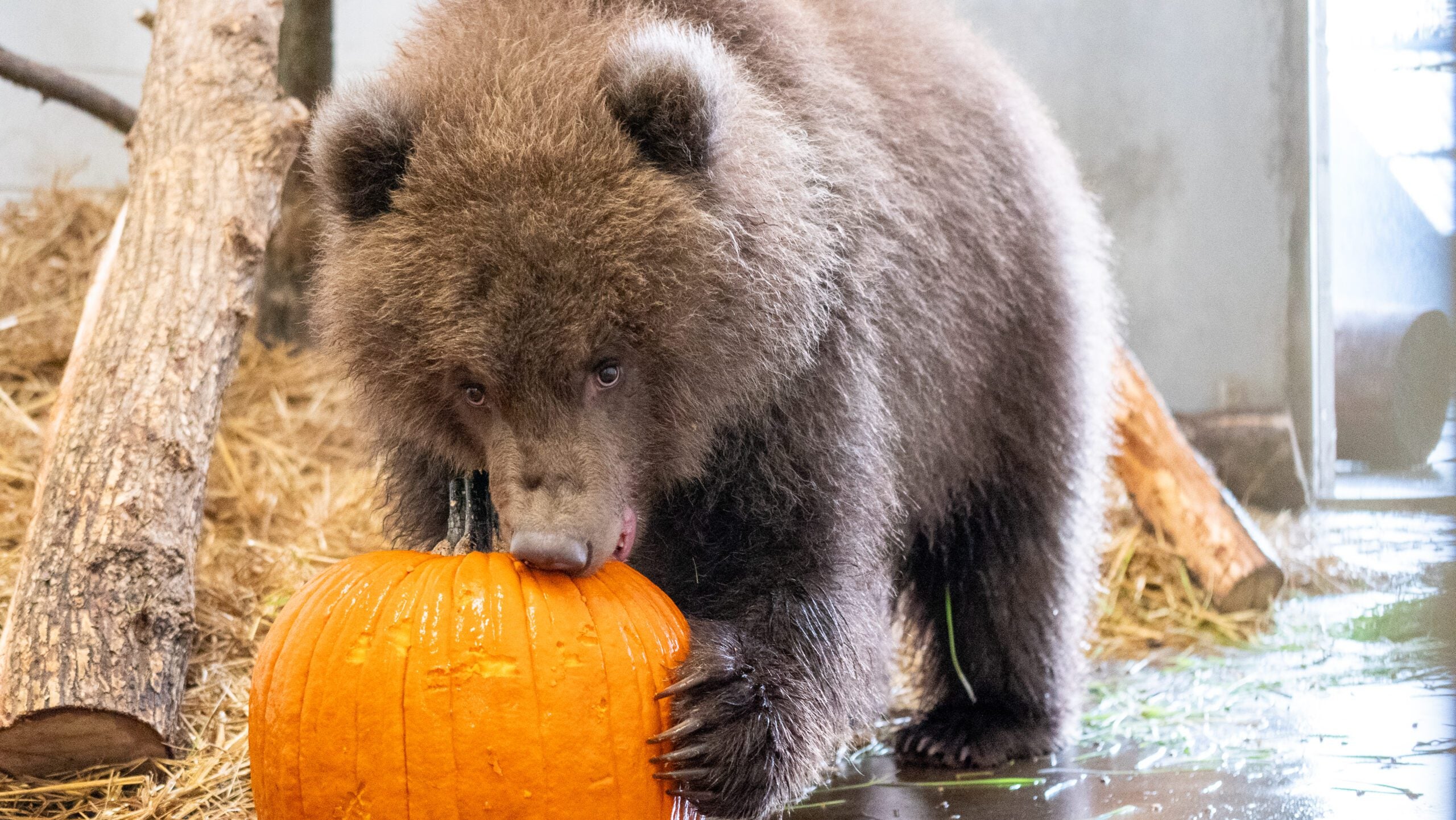 Minnesota Zoo welcomes 3 orphaned brown bear cubs rescued from Alaska — Rochester Health news