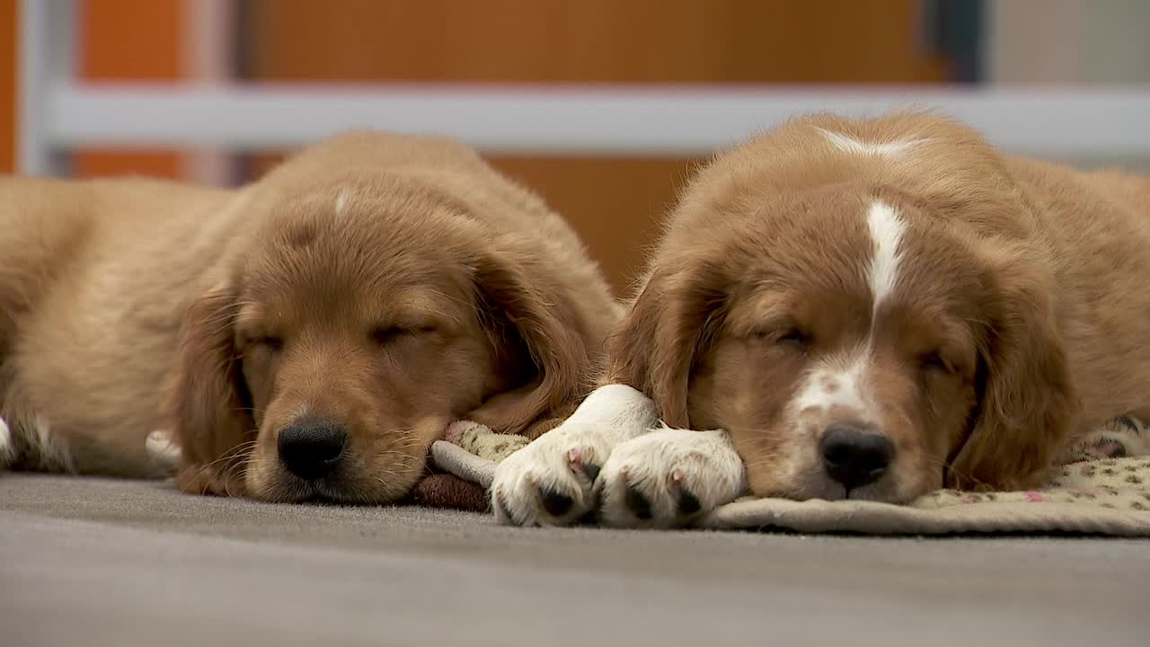 36 dogs rescued from unlicensed breeder in Cass County — Rochester Community news